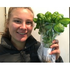 SPRAY FREE BASIL Grown In KATIKATI